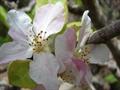 Malus pumila